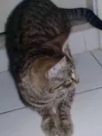 maia