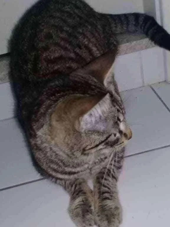 Gato ra a não sei idade 2 a 6 meses nome maia