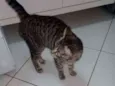 maia