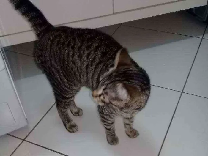 Gato ra a não sei idade 2 a 6 meses nome maia