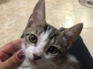 Gato raça SRD-ViraLata idade 2 a 6 meses nome Suzi