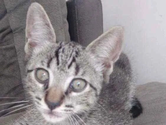 Gato ra a Vira amor idade 2 a 6 meses nome Filhotinho