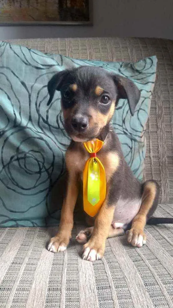 Cachorro ra a SRD idade 2 a 6 meses nome Joca