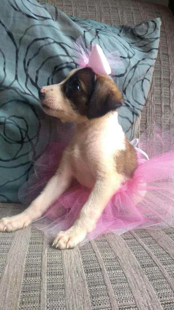 Cachorro ra a SRD idade 2 a 6 meses nome Linda