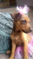Bela