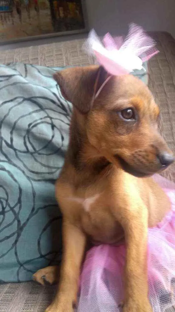Cachorro ra a SRD idade 2 a 6 meses nome Bela