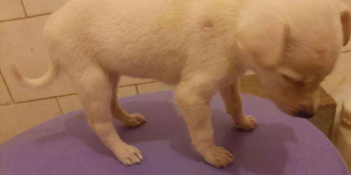 Cachorro ra a SRD idade 2 a 6 meses nome Lila