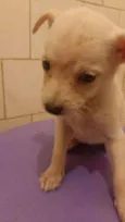 Lila