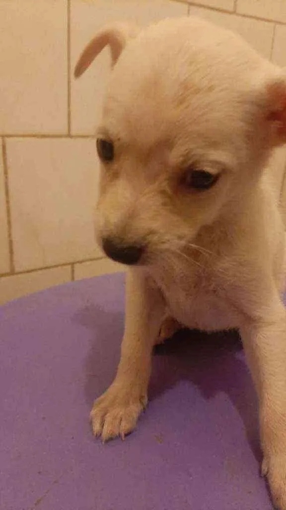 Cachorro ra a SRD idade 2 a 6 meses nome Lila