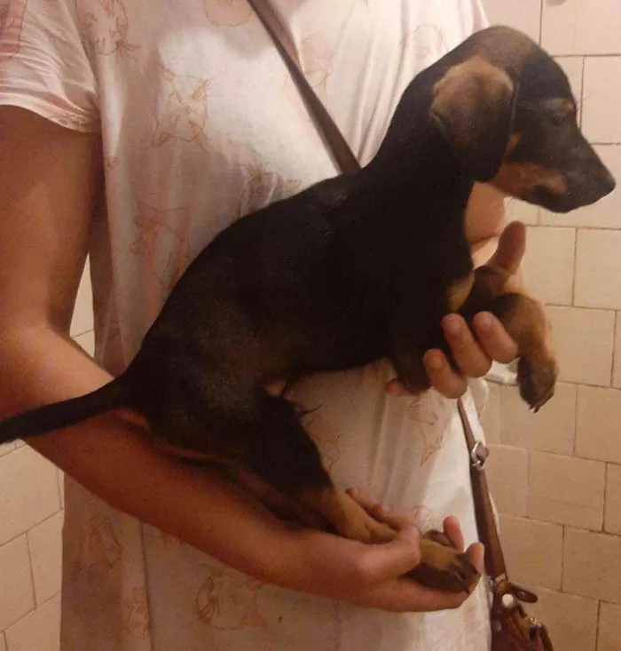 Cachorro ra a SRD idade 2 a 6 meses nome Billy