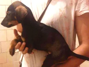 Cachorro raça SRD idade 2 a 6 meses nome Billy