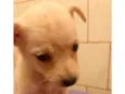 Lila