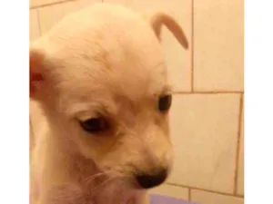 Cachorro raça SRD idade 2 a 6 meses nome Lila