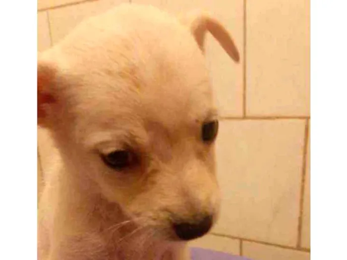 Cachorro ra a SRD idade 2 a 6 meses nome Lila