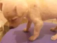 Lila