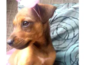 Cachorro raça SRD idade 2 a 6 meses nome Bela