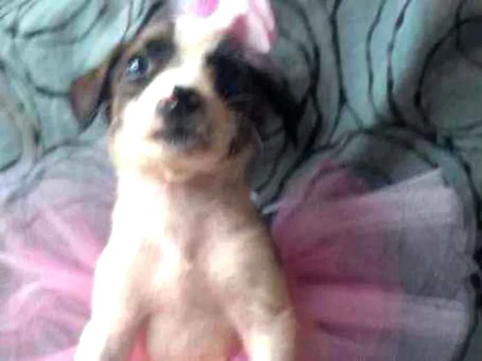 Cachorro ra a SRD idade 2 a 6 meses nome Linda