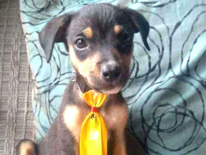 Cachorro ra a SRD idade 2 a 6 meses nome Joca