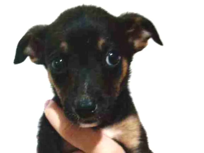 Cachorro ra a SRD idade 2 a 6 meses nome Ram