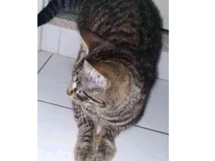 Gato ra a não sei idade 2 a 6 meses nome maia