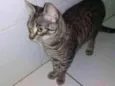 maia