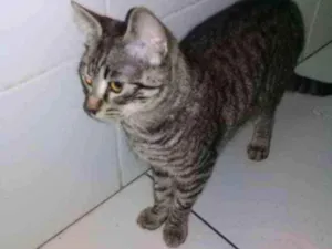 Gato raça não sei idade 2 a 6 meses nome maia