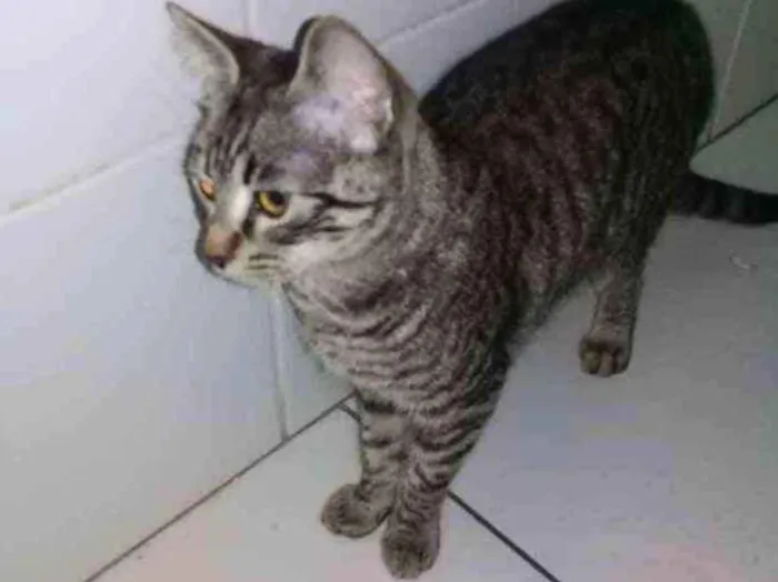 Gato ra a não sei idade 2 a 6 meses nome maia