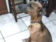 Kimo