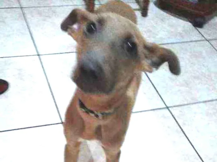 Cachorro ra a  idade 2 a 6 meses nome Kimo
