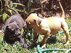 Cachorro raça Não sei parece mistura idade Abaixo de 2 meses nome Sem nome