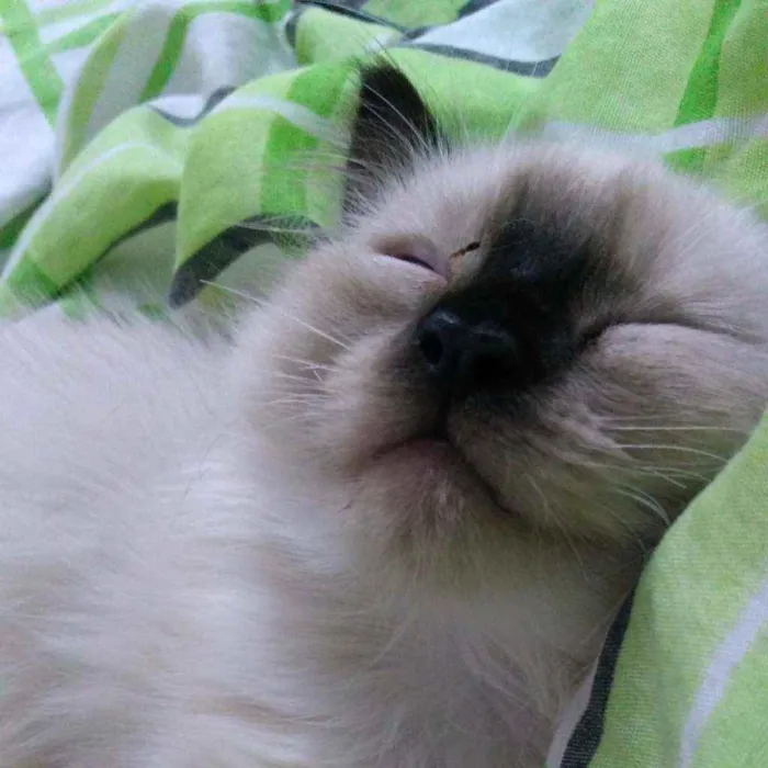 Gato ra a  idade 2 a 6 meses nome Nico