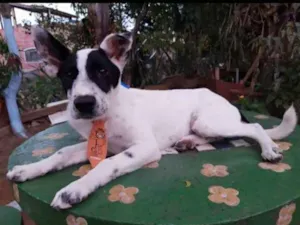Cachorro raça SRD idade 2 a 6 meses nome Lucky
