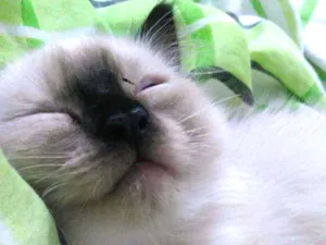 Gato raça  idade 2 a 6 meses nome Nico