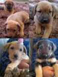 toby
