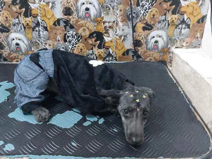Cachorro ra a Poodle com vira  idade 2 a 6 meses nome Puguinha