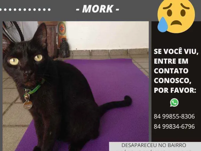 Gato ra a Srd idade 6 ou mais anos nome Mork