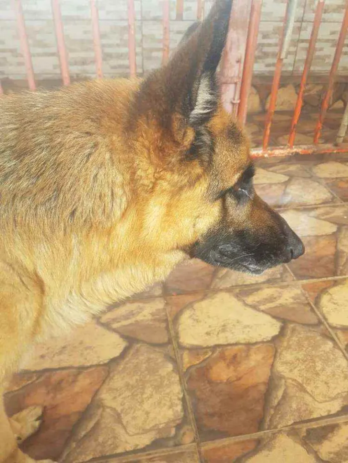 Cachorro ra a pastor alemao idade 5 anos nome heri