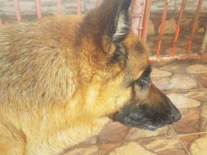 Cachorro ra a pastor alemao idade 5 anos nome heri