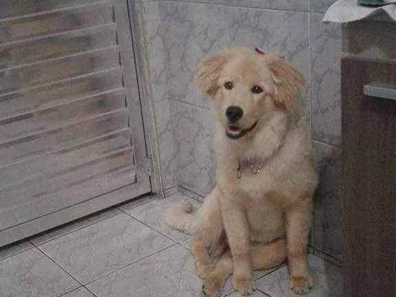 Cachorro ra a Labrador com pudo  idade 7 a 11 meses nome Brenda 