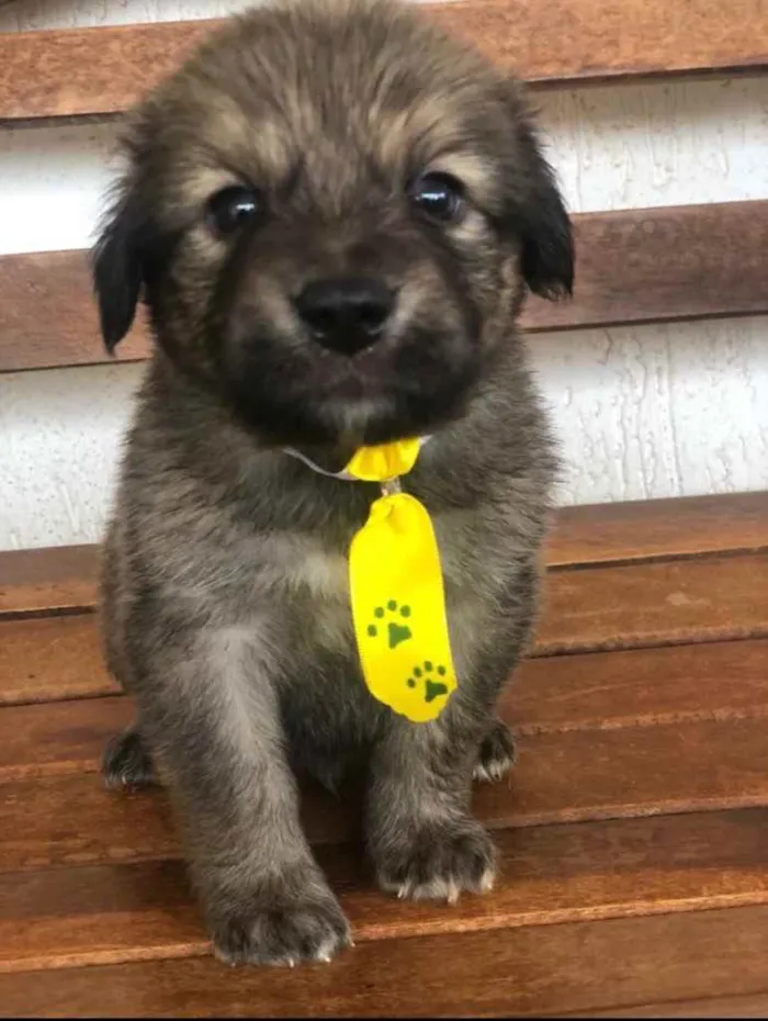 Cachorro ra a SRD idade Abaixo de 2 meses nome Thor 