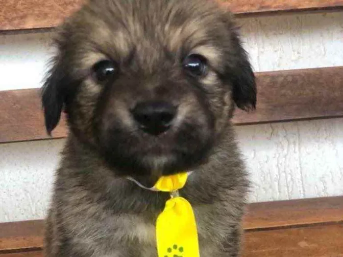 Cachorro ra a SRD idade Abaixo de 2 meses nome Thor 