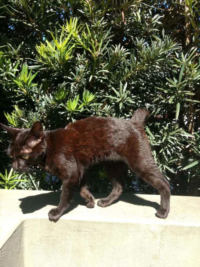 Gato ra a Gato preto comum idade 7 a 11 meses nome Wybie (não aprendeu)