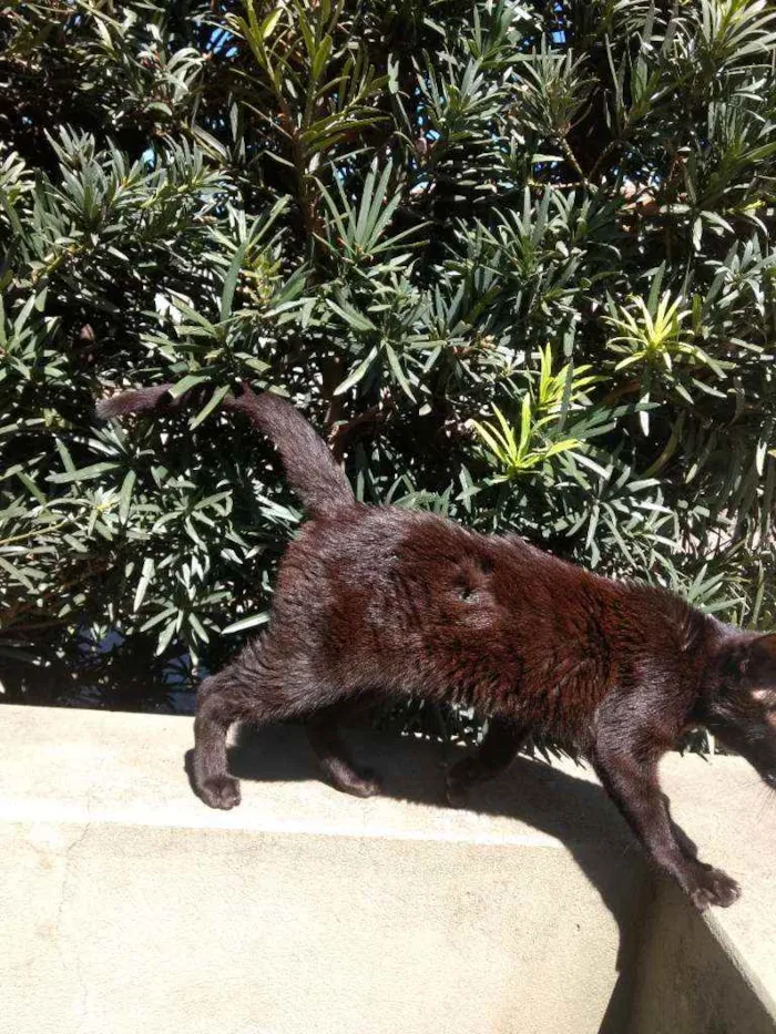 Gato ra a Gato preto comum idade 7 a 11 meses nome Wybie (não aprendeu)