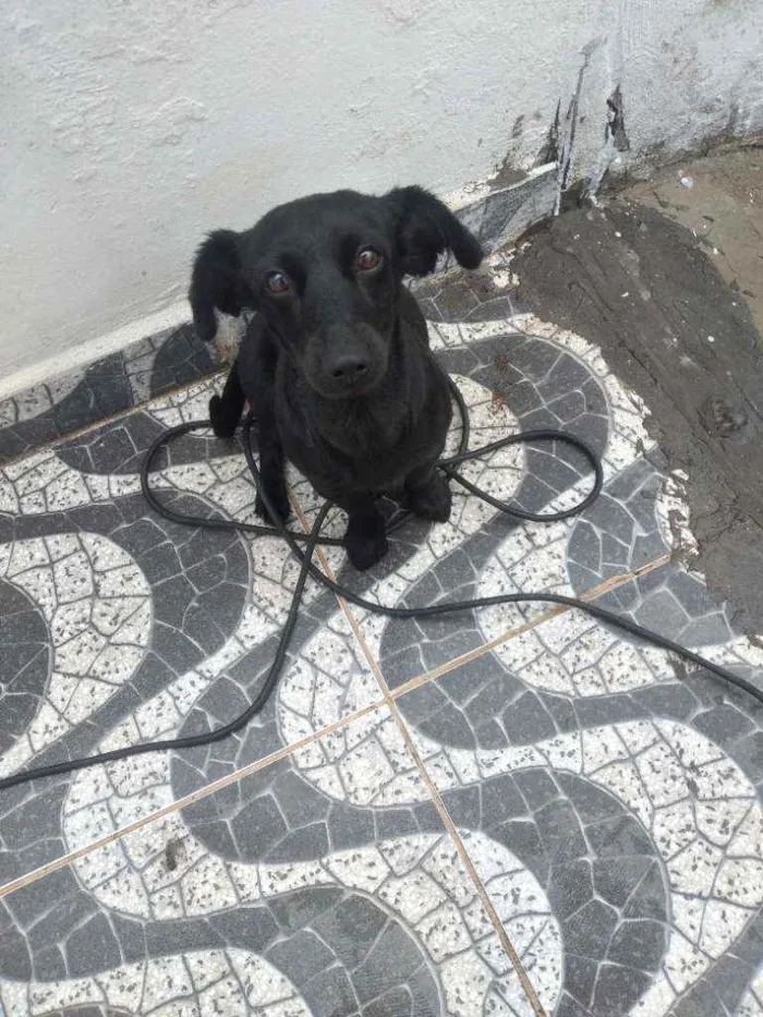 Cachorro ra a Misturada idade 7 a 11 meses nome Princesa 