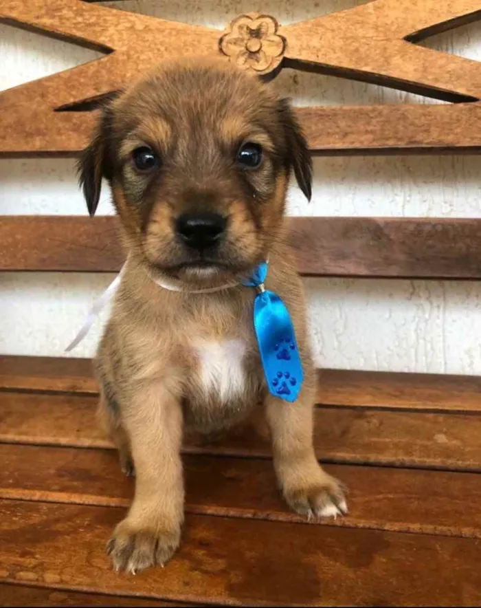 Cachorro ra a SRD idade Abaixo de 2 meses nome Luke 