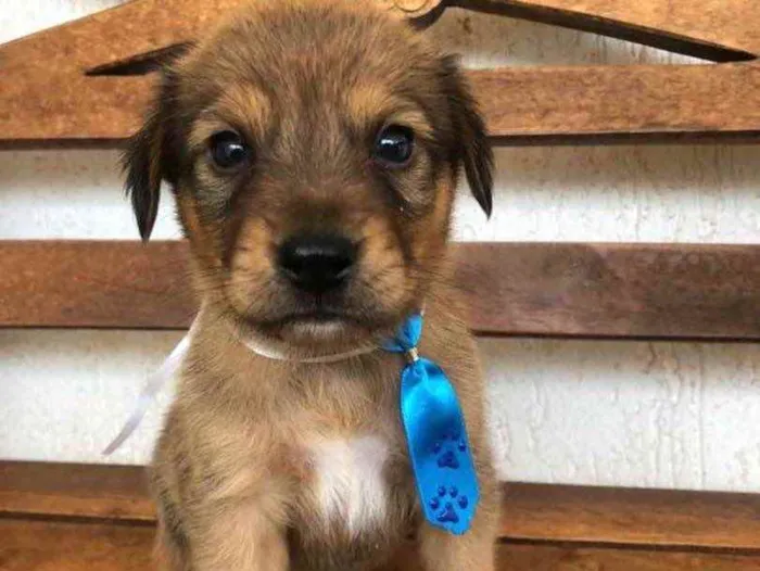Cachorro ra a SRD idade Abaixo de 2 meses nome Luke 