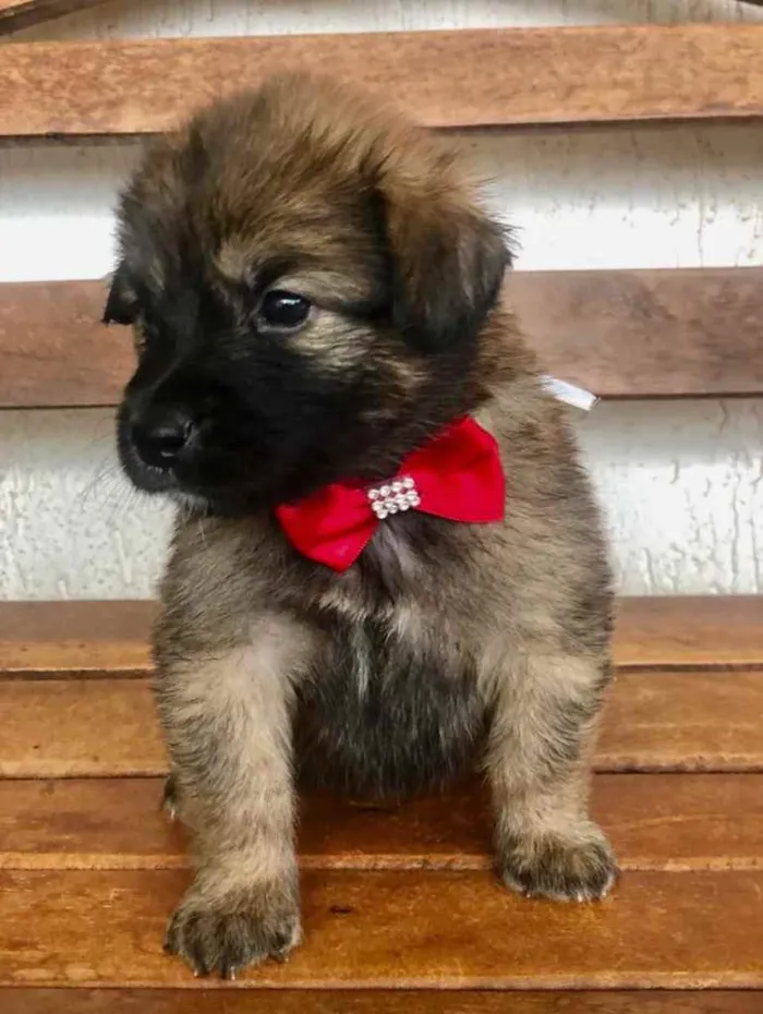 Cachorro ra a SRD idade Abaixo de 2 meses nome Maia 