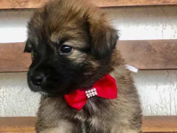 Cachorro ra a SRD idade Abaixo de 2 meses nome Maia 