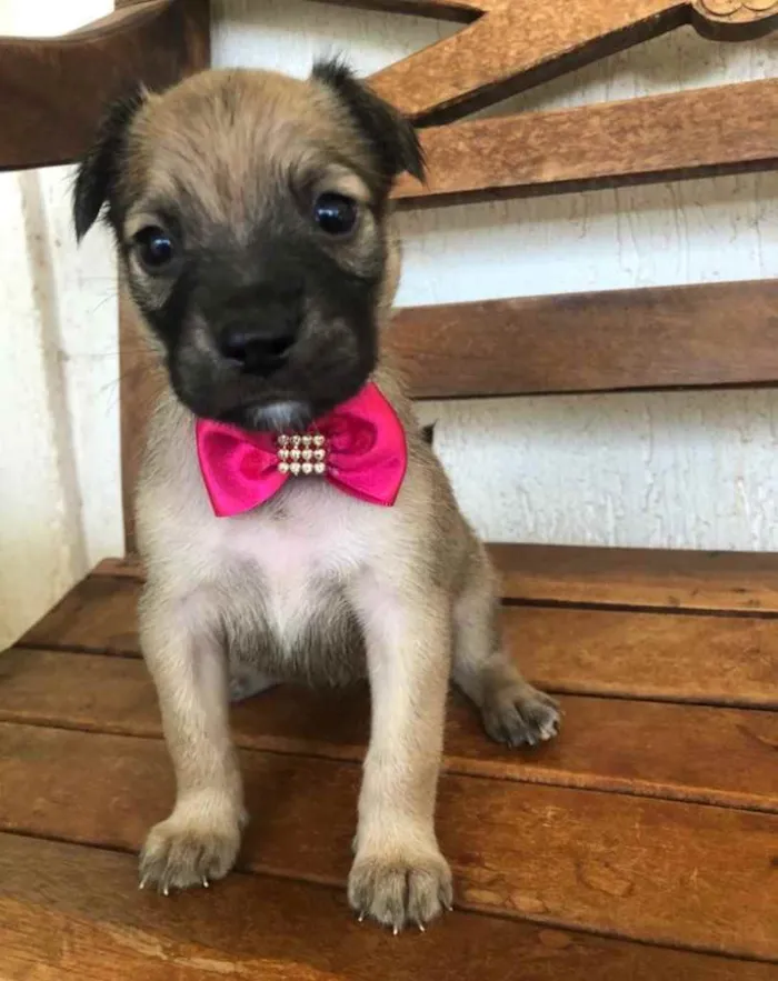 Cachorro ra a SRD idade Abaixo de 2 meses nome Gaia 