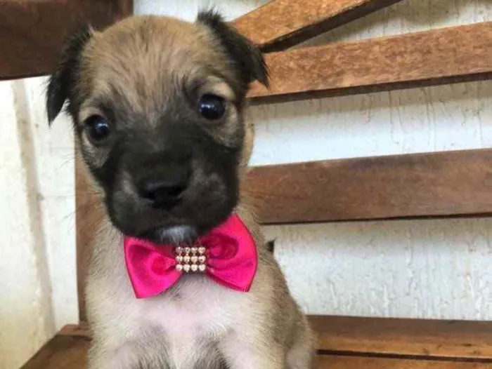 Cachorro ra a SRD idade Abaixo de 2 meses nome Gaia 